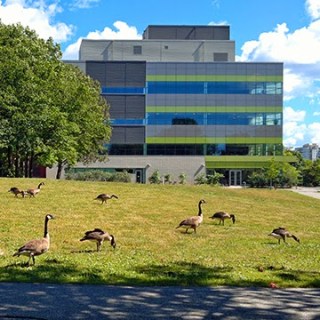 Geese take a summer break Geese graxing on the lawn beside the ENV3 building